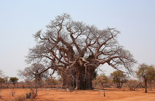 Baobab