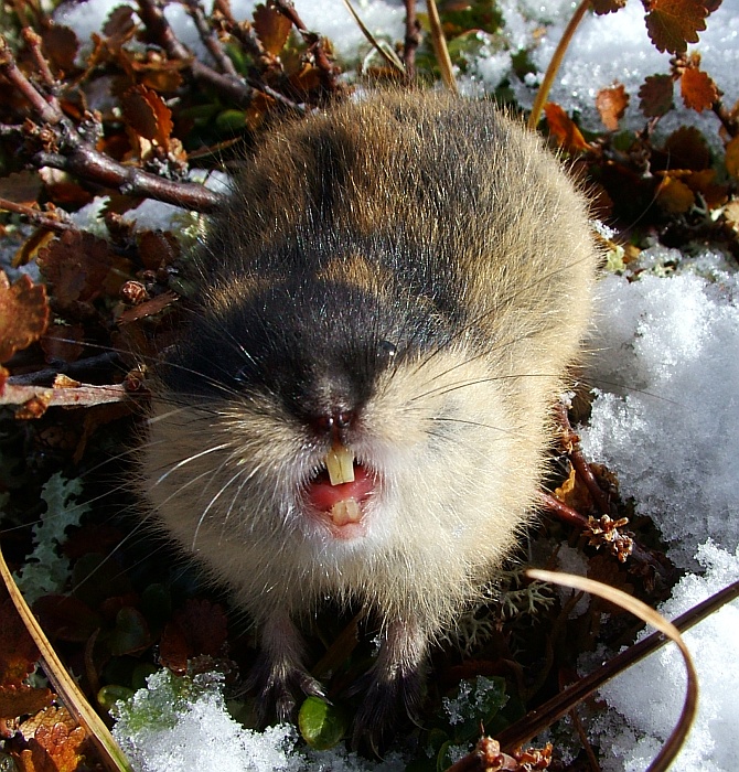 Lumík